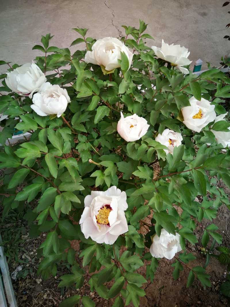 IMG_20210510_074221.jpg