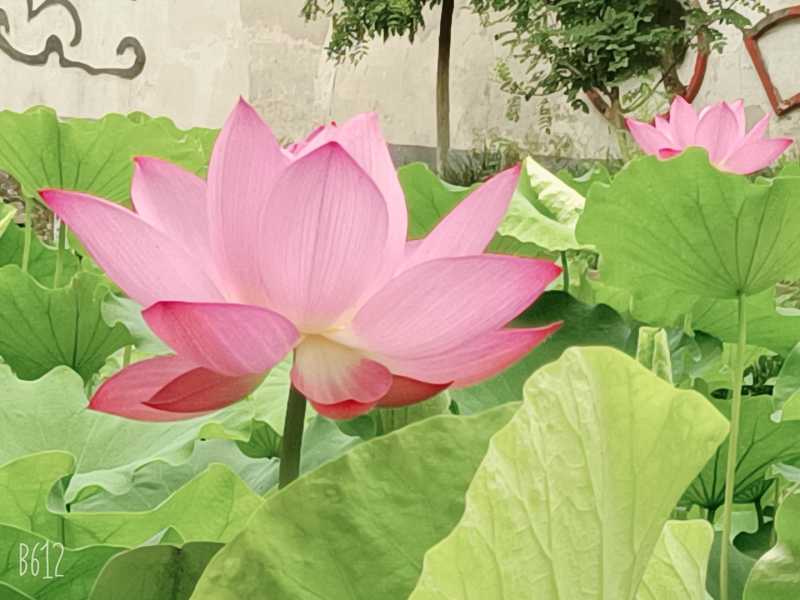 B612Kaji_20210709_083751_806.jpg