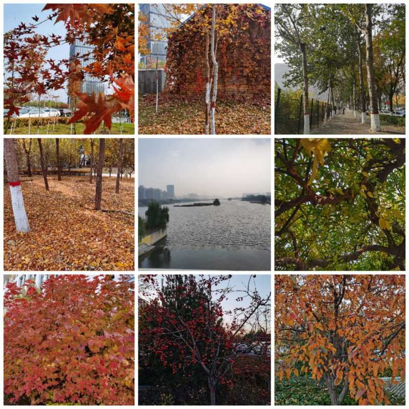 Collage_20211102_194354.jpg