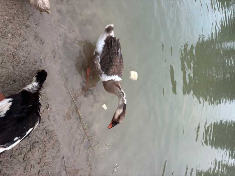 IMG_5411.jpeg