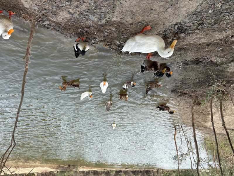 IMG_6101.jpeg